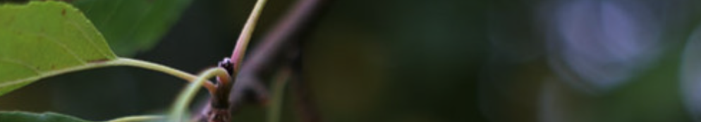 Närbild av en gren och ett grönt blad